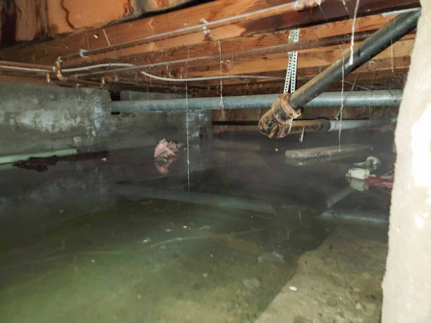 Best Basement water damage restoration  in Gilbert, IA